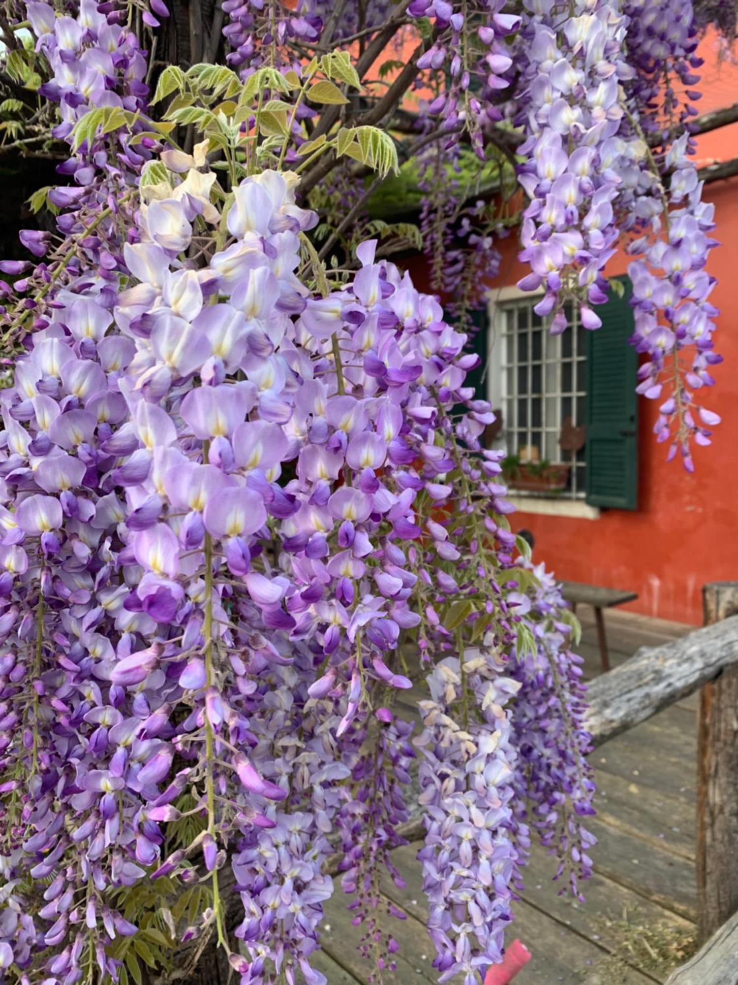 Fattoria Amelia Santa Caterina (Emilia-Romagna) Exterior foto